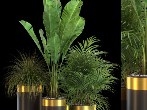 Plants collection 638 3D Model
