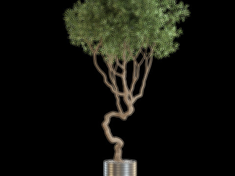 Plants collection 639 3D Model