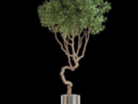 Plants collection 639 3D Model