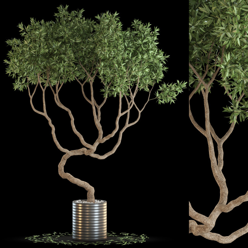 Plants collection 639 3D Model .c4d .max .obj .3ds .fbx .stl .blend 