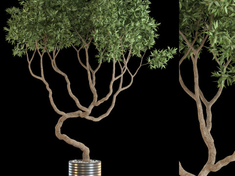 Plants collection 639 Modèle 3D