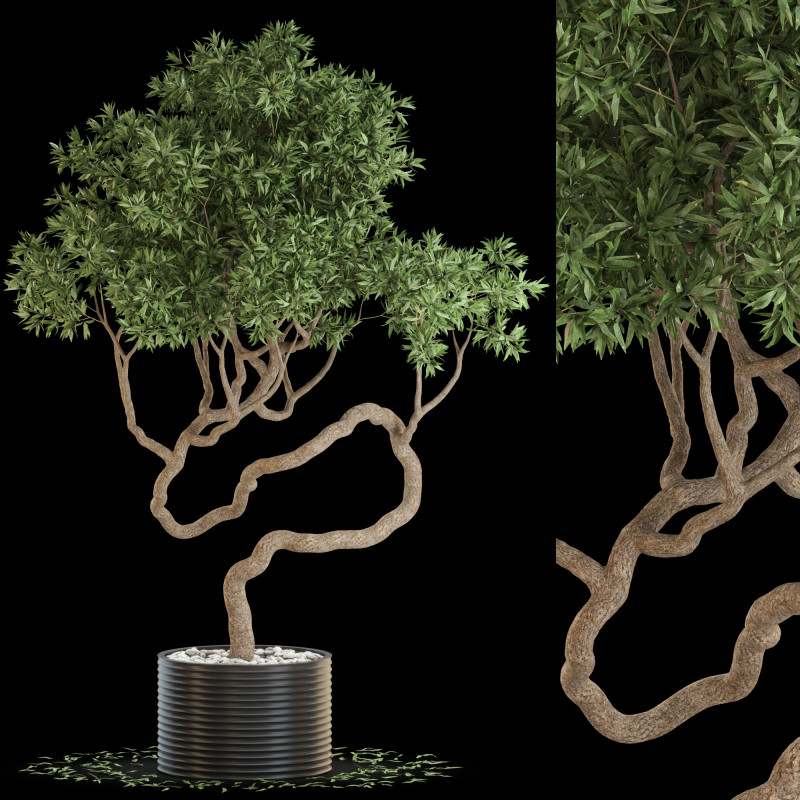 Plants collection 640 3D Модель .c4d .max .obj .3ds .fbx .stl .blend 