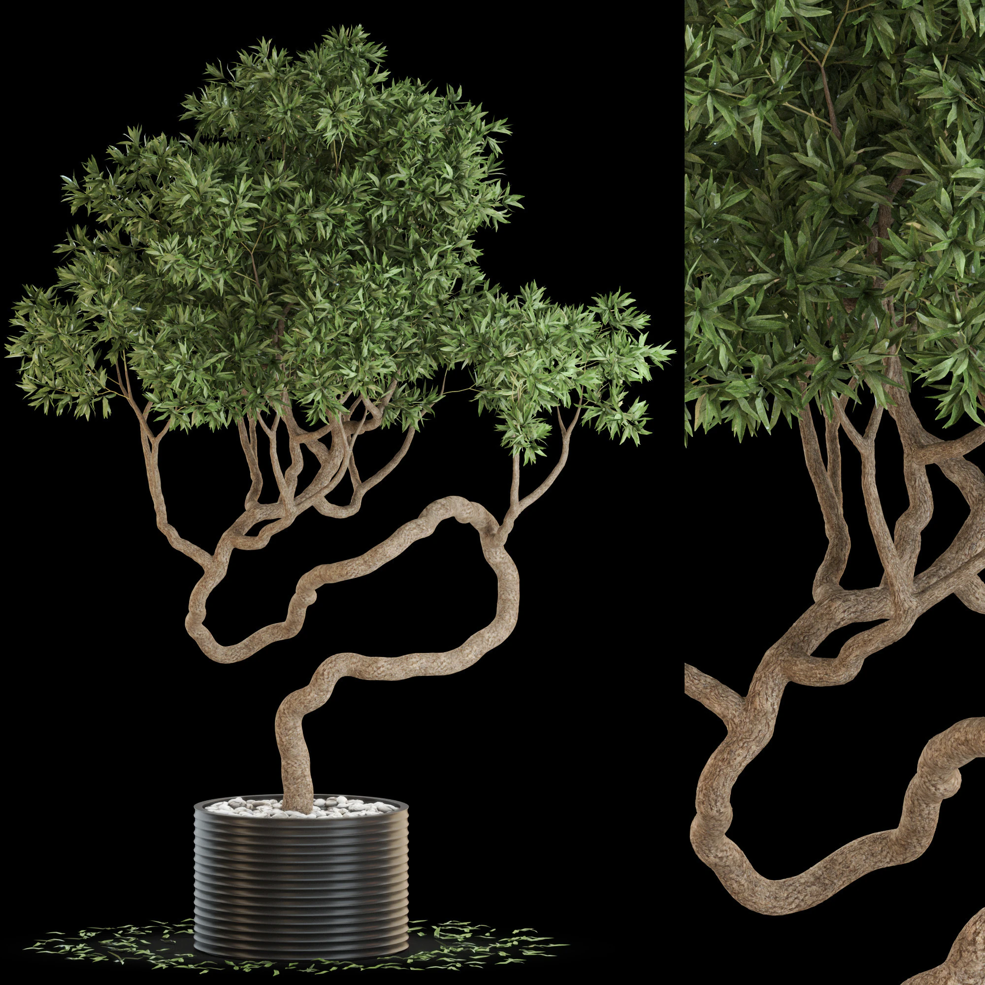 Plants collection 640 3D Model .c4d .max .obj .3ds .fbx .stl .blend