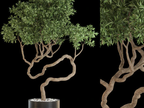 Koleksi tanaman 640 Model 3D