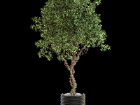 Plants collection 641 3D Model