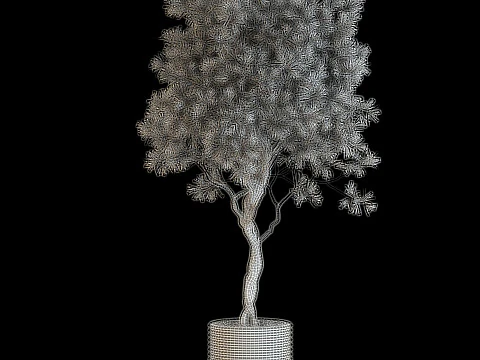 Plants collection 641 3D Model