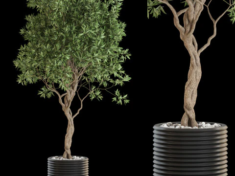 Koleksi tumbuhan 641 Model 3D