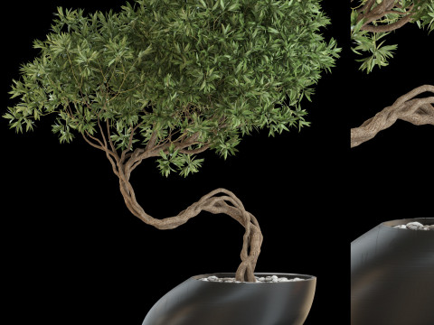 Plants collection 642 Model 3D