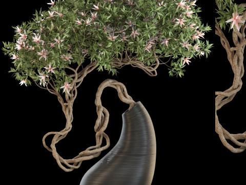 Plants collection 643 3D 模型