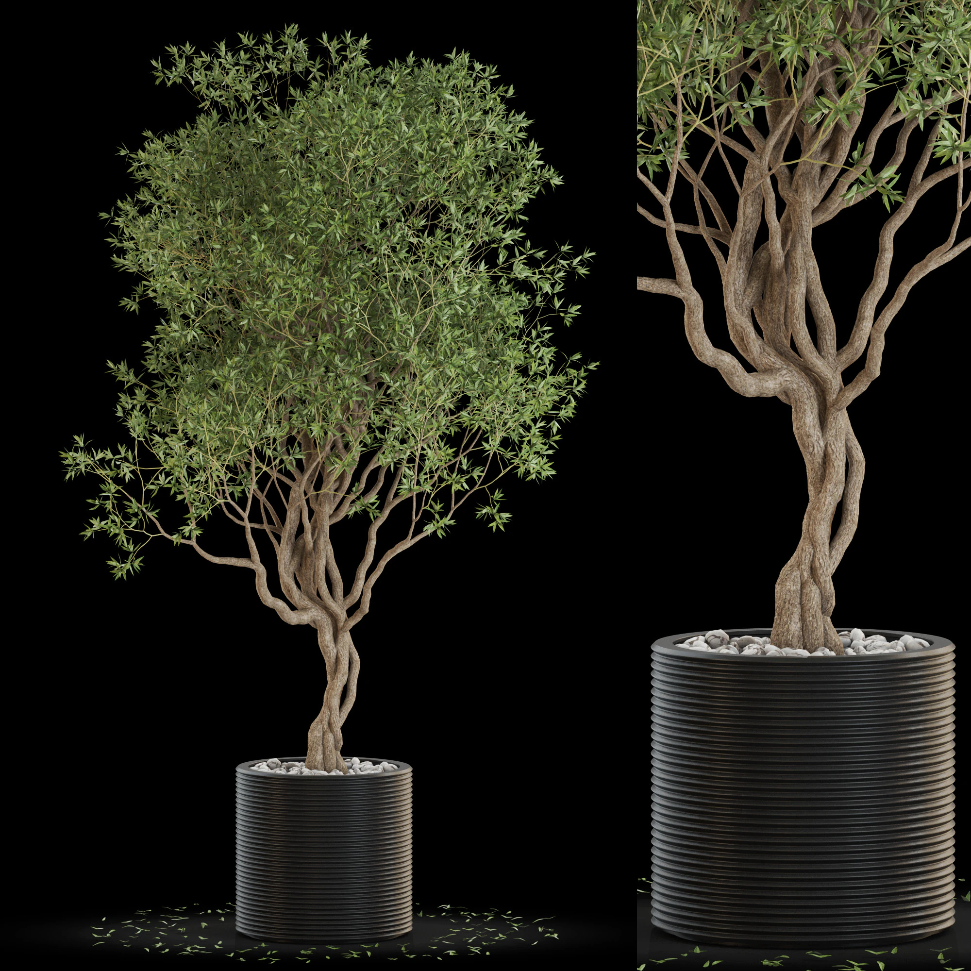 Plants collection 644 3D Model .c4d .max .obj .3ds .fbx .stl .blend