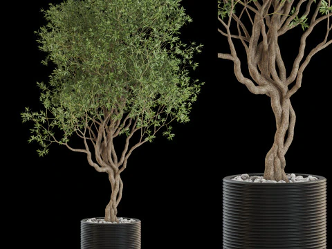 Plantencollectie 644 3D Model