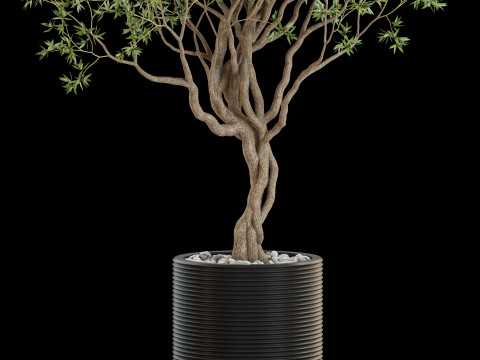 Plants collection 644 3D Model
