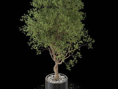 Plants collection 644 3D Model