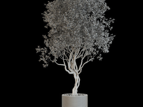 Plants collection 644 3D Model