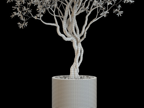 Plants collection 644 3D Model