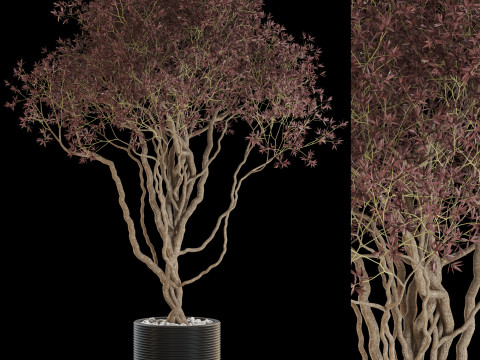 Plants collection 646 3D मॉडल