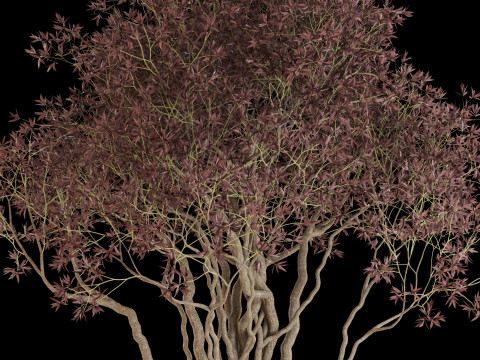 Plants collection 646 3D 模型