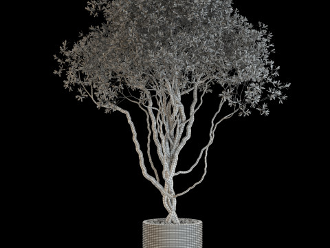 Plants collection 646 3D 模型