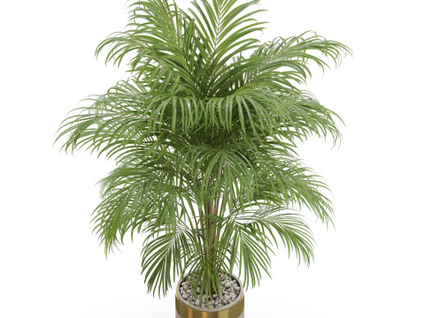 Plants collection 647 3D Modell