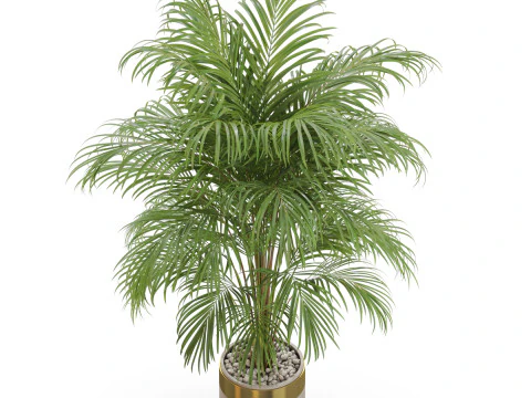 Plants collection 647 3D Model