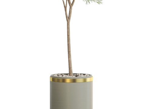 Plants collection 648 3D Model