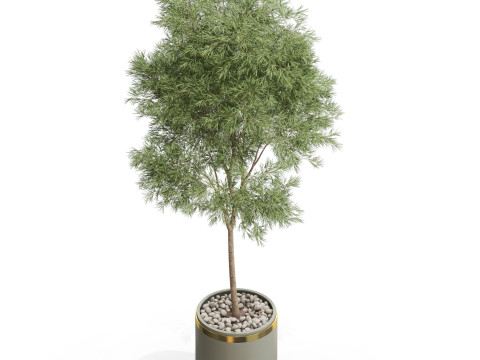 Plants collection 648 3D Model