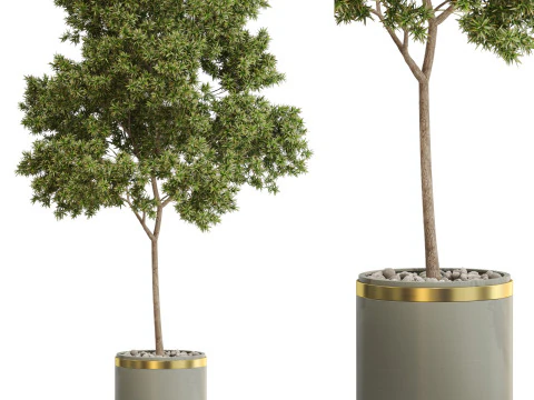 Plantencollectie 649 3D Model