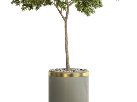 Plants collection 649 3D Model