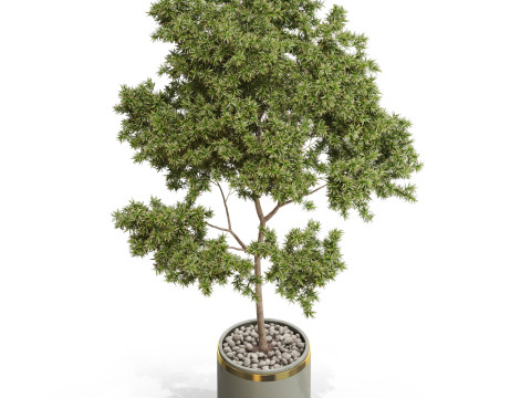 Plants collection 649 3D Model