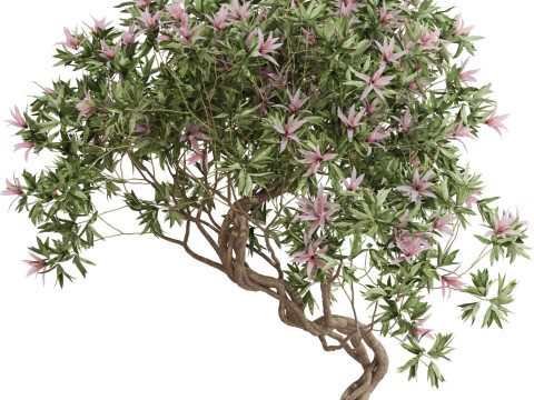Plants collection 650 3D 模型