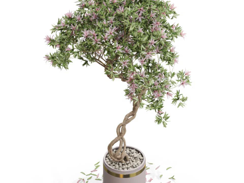 Plants collection 650 3D Model