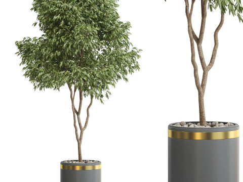 Plantencollectie 651 3D Model