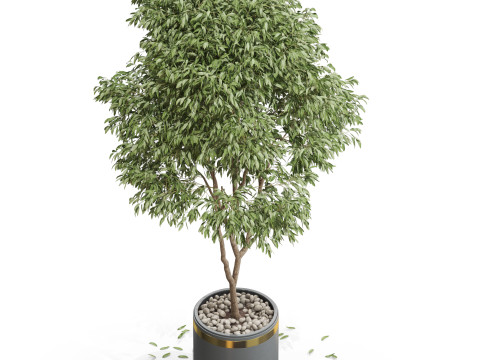 Plants collection 651 3D 模型