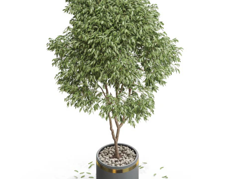 Plants collection 651 3D Model