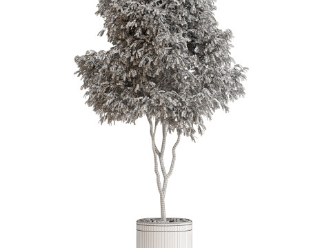 Plants collection 651 3D 模型