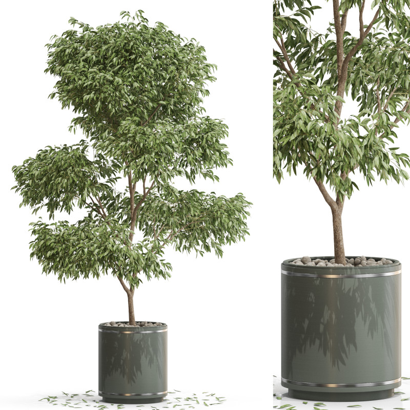 Plants collection 652 3D 模型 .c4d .max .obj .3ds .fbx .stl .blend