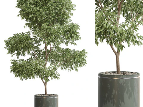 Plantencollectie 652 3D Model