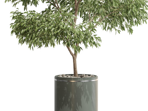 Plants collection 652 3D 模型