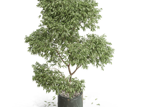 Plants collection 652 3D 模型