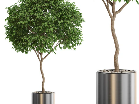 पौधों का संग्रह 653 3D मॉडल