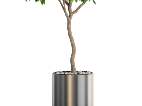 Plants collection 653 3D 모델