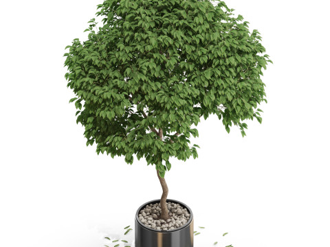 Plants collection 653 3D 모델
