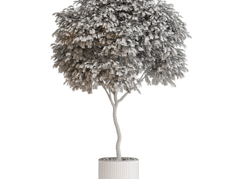 Plants collection 653 3D 모델