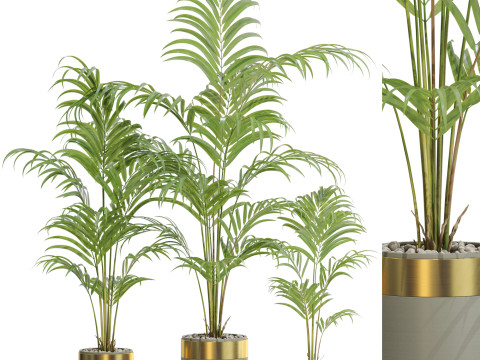 Plants collection 654 Modello 3D