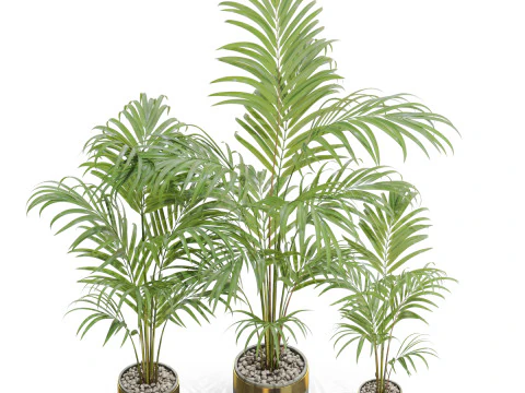 Plants collection 654 3D Model