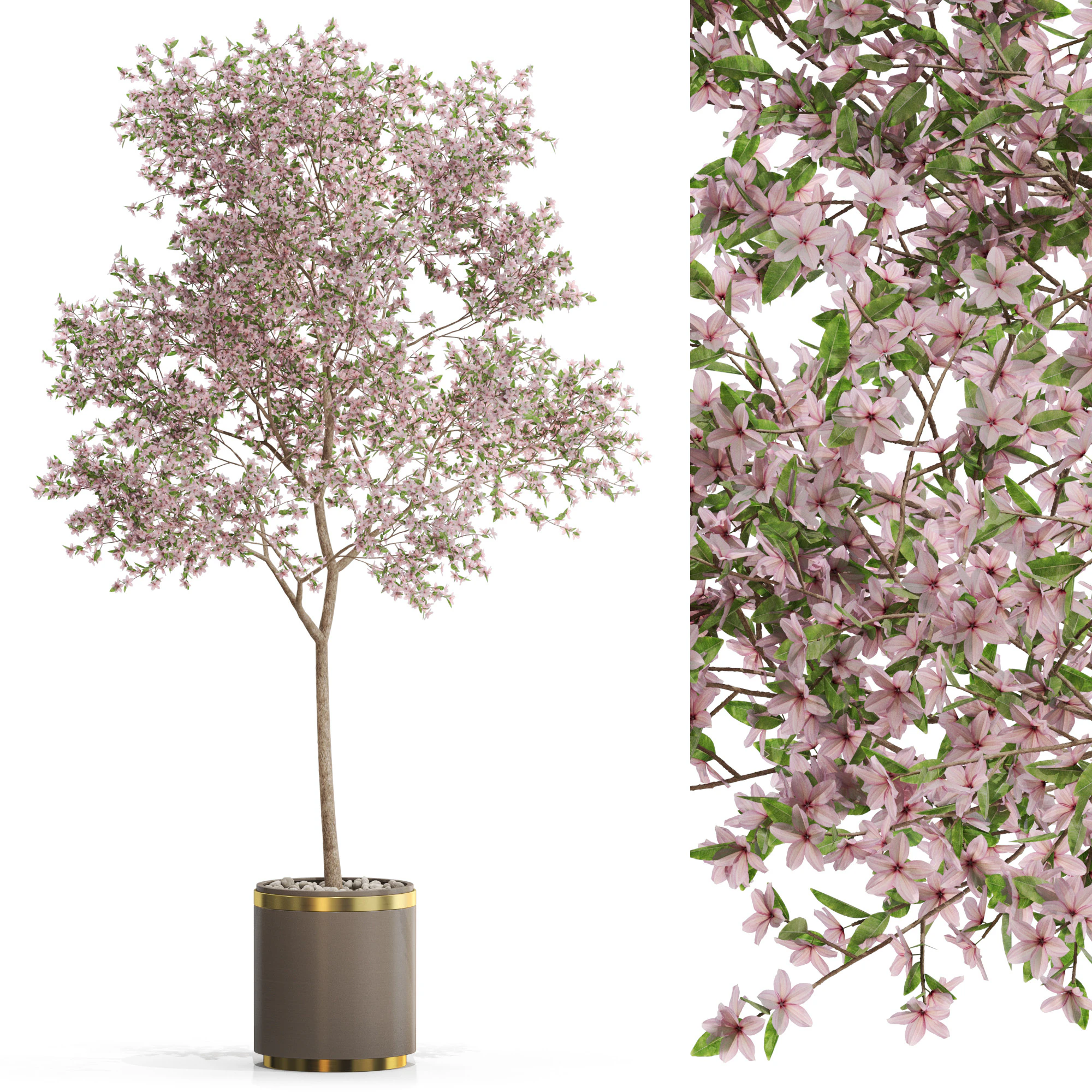 Plants collection 655 3D Model .c4d .max .obj .3ds .fbx .stl .blend 