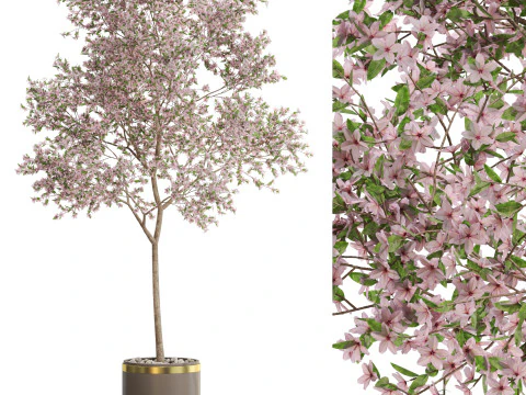 Plantencollectie 655 3D Model