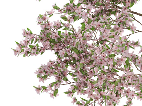 Plants collection 655 3D Model