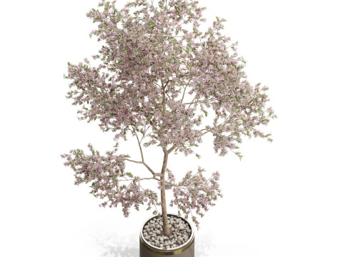 Plants collection 655 3D Model