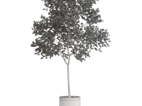 Plants collection 655 3D Model